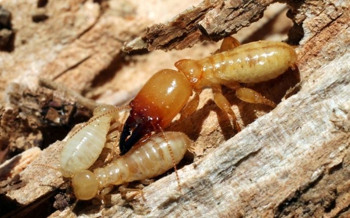 a termite soldier and termite workers cluster