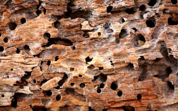 carpenter ant damage to wood