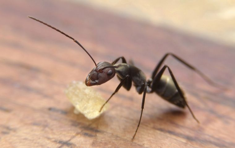 carpenter ant on a counter in a keller tx kitchen