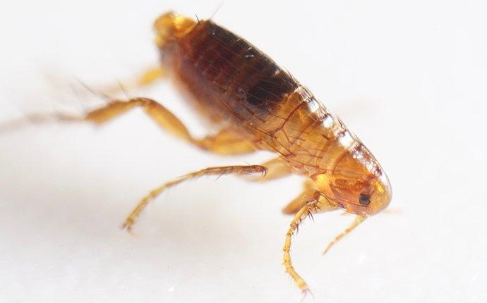 The Trick To Keeping Fleas Away From Your San Antonio Home
