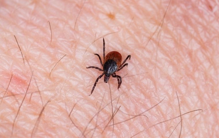 deer tick crawling on the arm of a colleyville tx resident