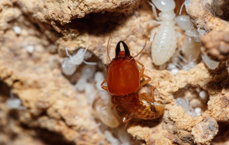 dry-wood-termite-id