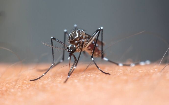 The Trick To Keeping Mosquitoes Away From Your Dallas Yard