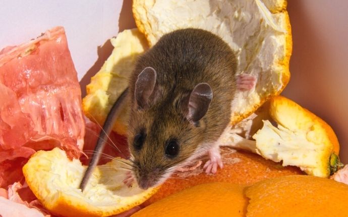 How to Get Rid of Mice - Eliminate Relentless Rodents From Your Home