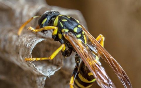 wasp answering houston allergic stings prevention yellowjacket wasps