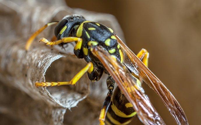 paper wasp crawling on a nest