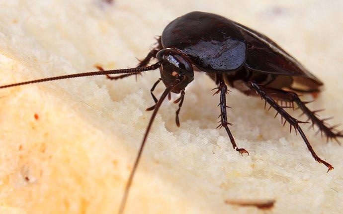 San Antonio Homeowners’ Guide To Smoky Brown Roach Control