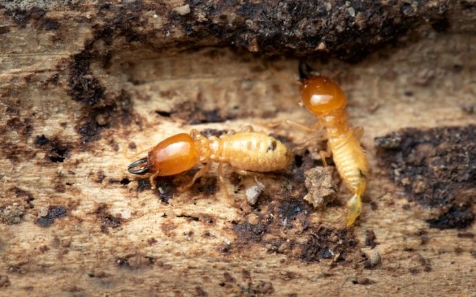 termite-pest-id