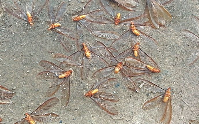termite swarmers in water