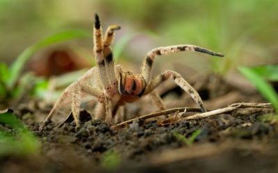 Meet the tiny jumping spider that walks like a feisty ant to evade  predators