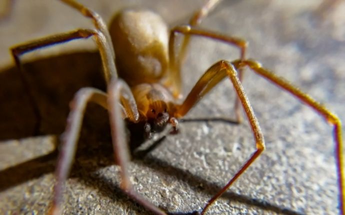 Close up of a brown recluse spider