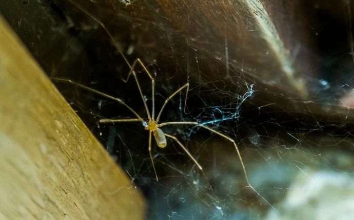 Cellar spider in its web