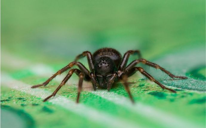 Close up of a black house spider on a green background