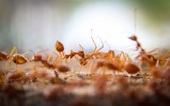 close up of a group of fire ants