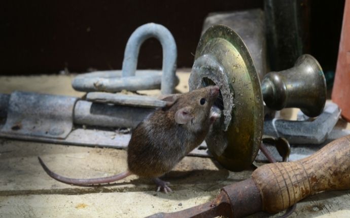 close up of a house mouse in the garage