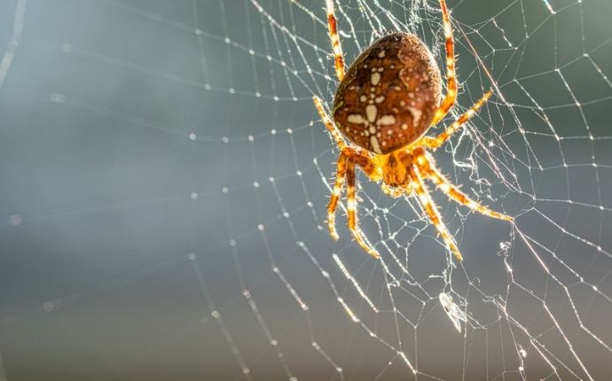 Cobweb spider on a web