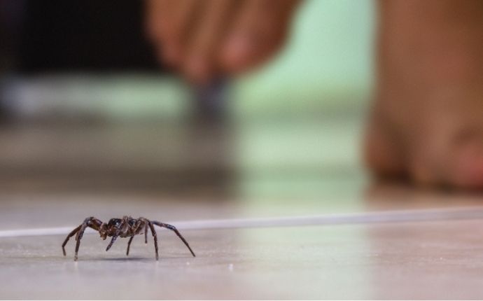 Close up of a spider on the floor with human feet in the background