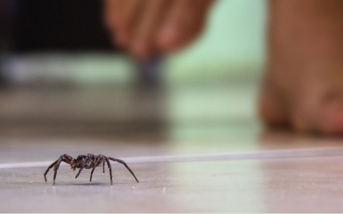 How To Get Rid of Spiders In Your House