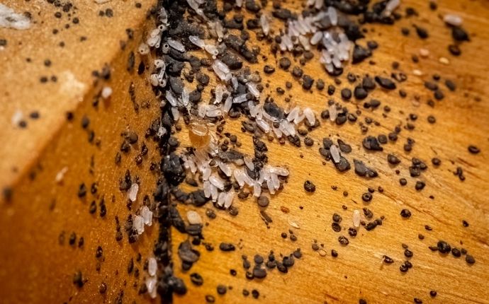 Bed bug droppings and eggs in a wooden dresser drawer.