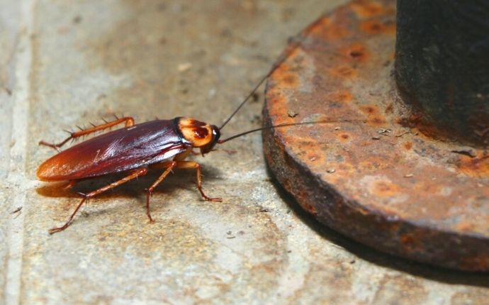 An American cockroach on tile flooring