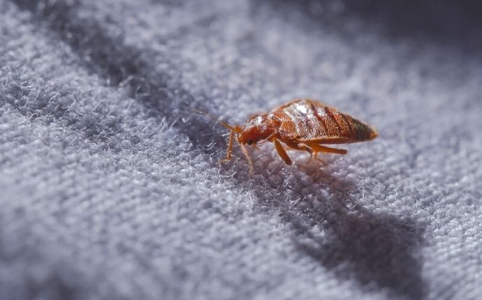 Close up of a bed bug in a gray blanket