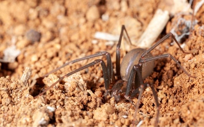 Close up of a brown recluse spider on dirt