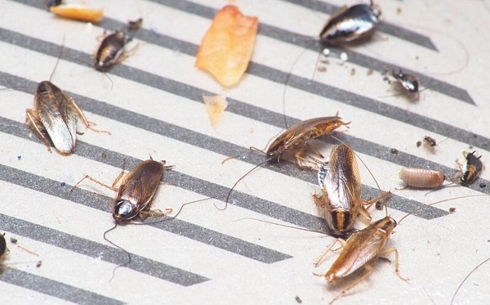 Cockroaches stuck in a sticky trap.