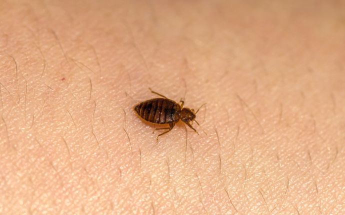 Close up of a bed bug on human skin.