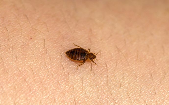 will bed bugs bite cats and dogs