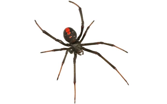 A black widow spider on a white background.