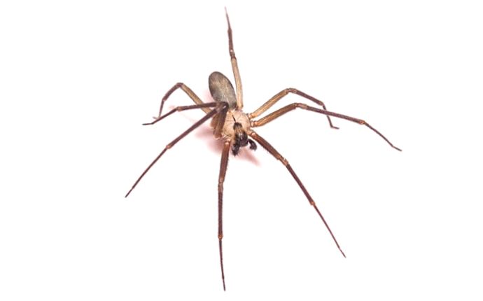 A brown recluse spider on a white background.