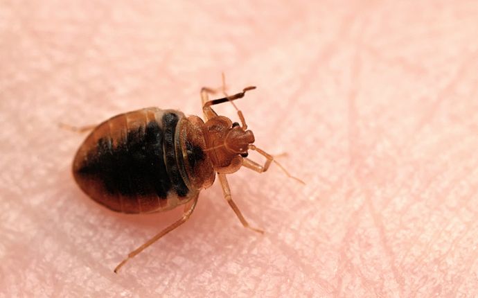 Close up of a bed bug on human skin