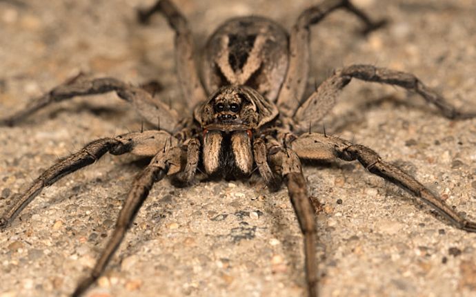 Close up of a wolf spider
