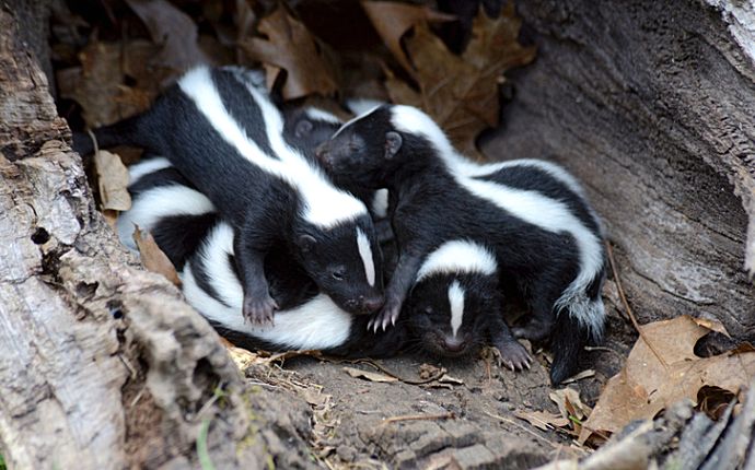 Several young skunks in a burrow at the base of a tree