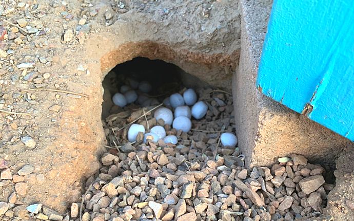 Moth balls at the entrance of an animal burrow