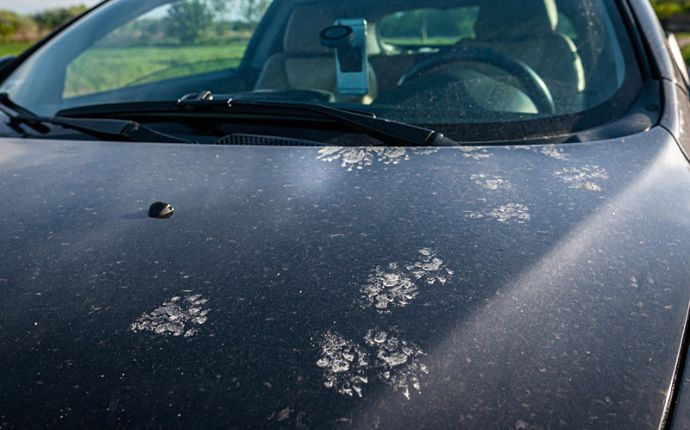 Skunk prints in flour on the hood of a car