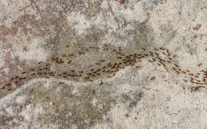A long line of ants on cement