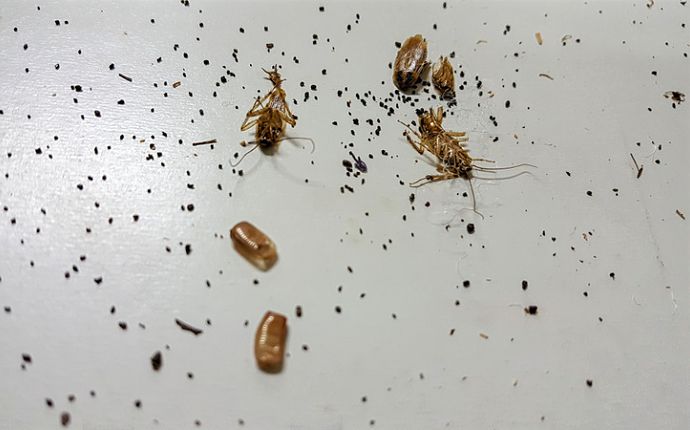 Cockroach droppings, shed skins, and egg cases on a white surface