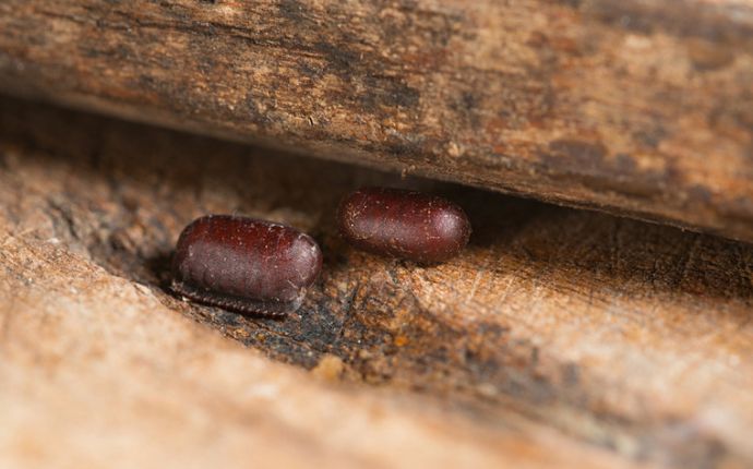 Two cockroach egg cases under a wooden cabinet.