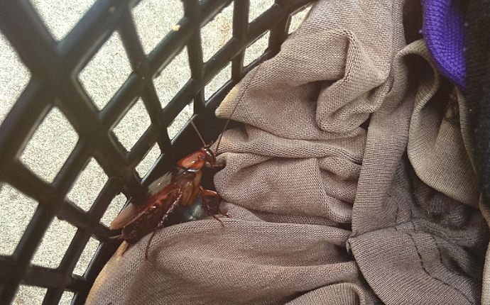 Cockroaches in a laundry basket