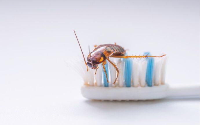 Close-up of a cockroach on a toothbrush