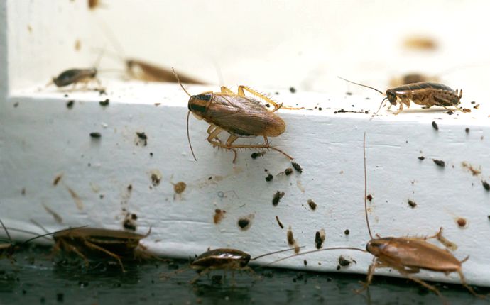 Several German cockroaches and their droppings on a white baseboard.