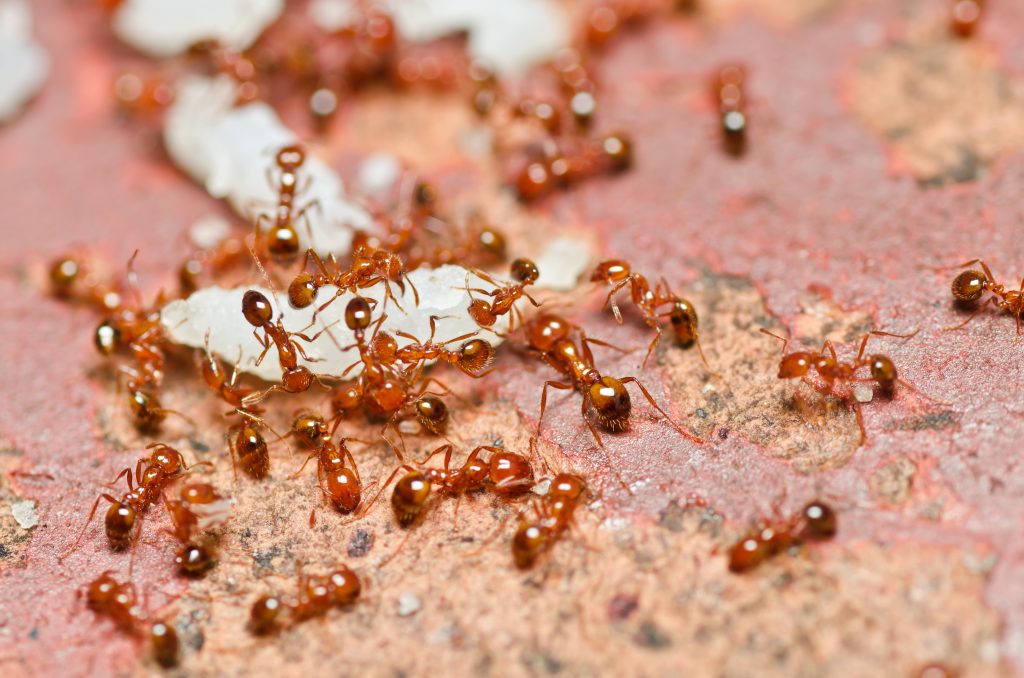 A group of fire ants carrying food