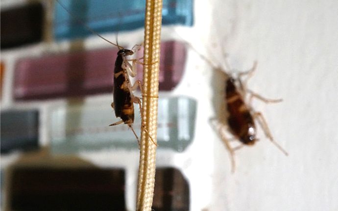 What Every San Antonio Homeowner Needs to Know About German Cockroaches