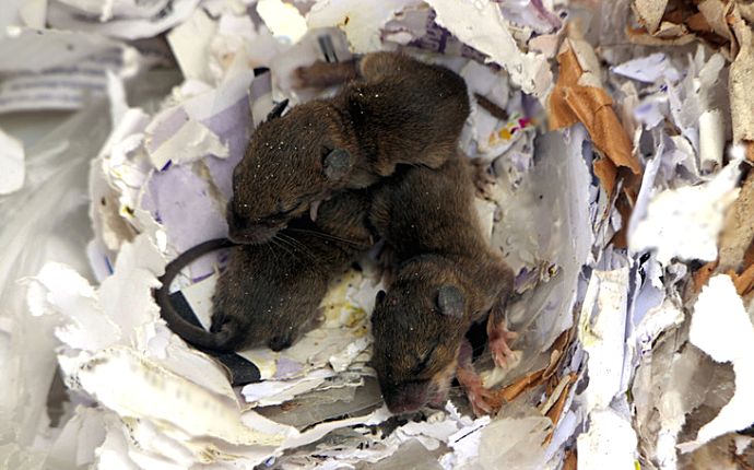 Rats in a nest made of paper and cardboard