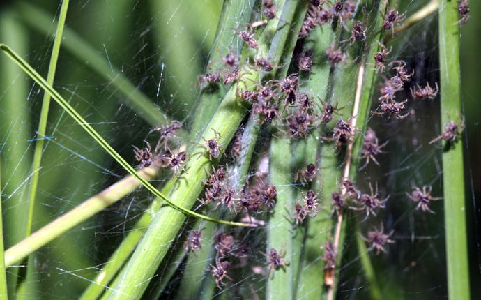A group of baby spiders on a web in greenery