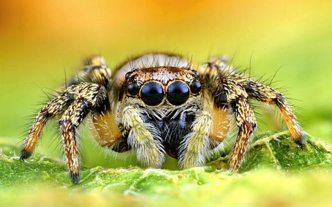 What Color Do Spiders Hate? How To Deter These Pests From Your Home