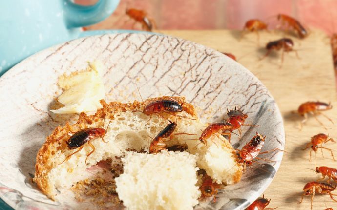 Cockroaches crawling on a countertop and in a dish with bread