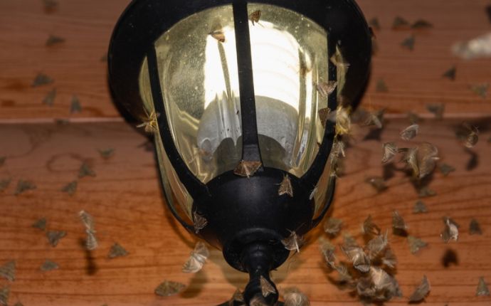 A bunch of moths surrounding a porch light