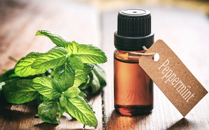 A bottle of labeled peppermint essential oil next to peppermint herbs